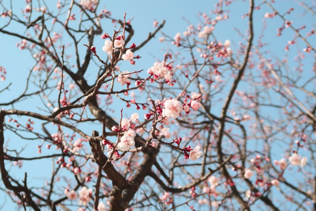 Scotland in the spring