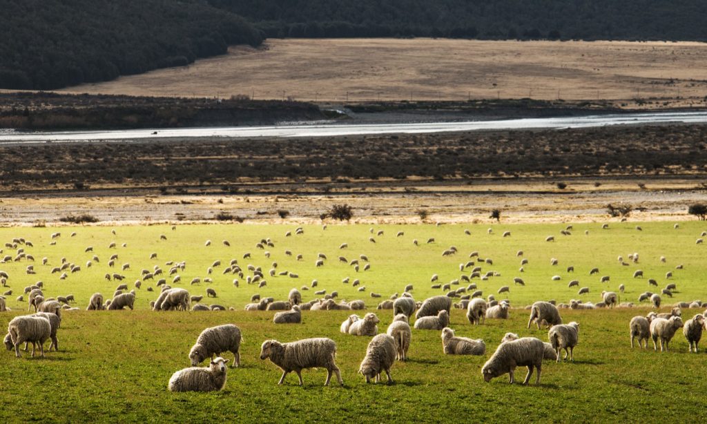 merino vs polyester 2