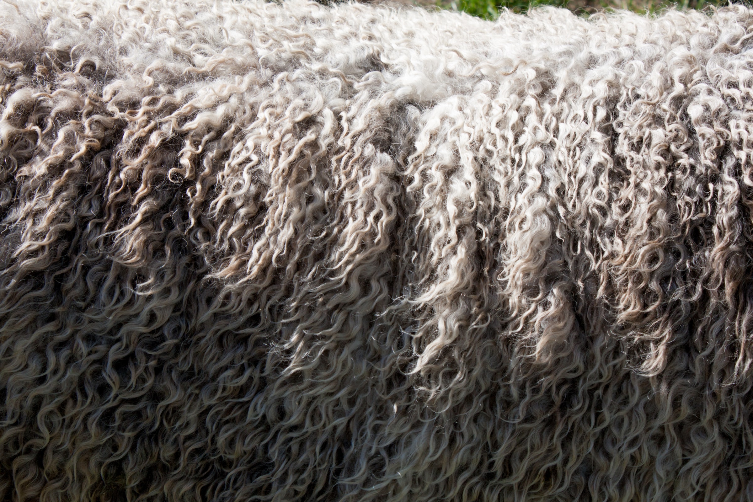 Sheep's wool in close up