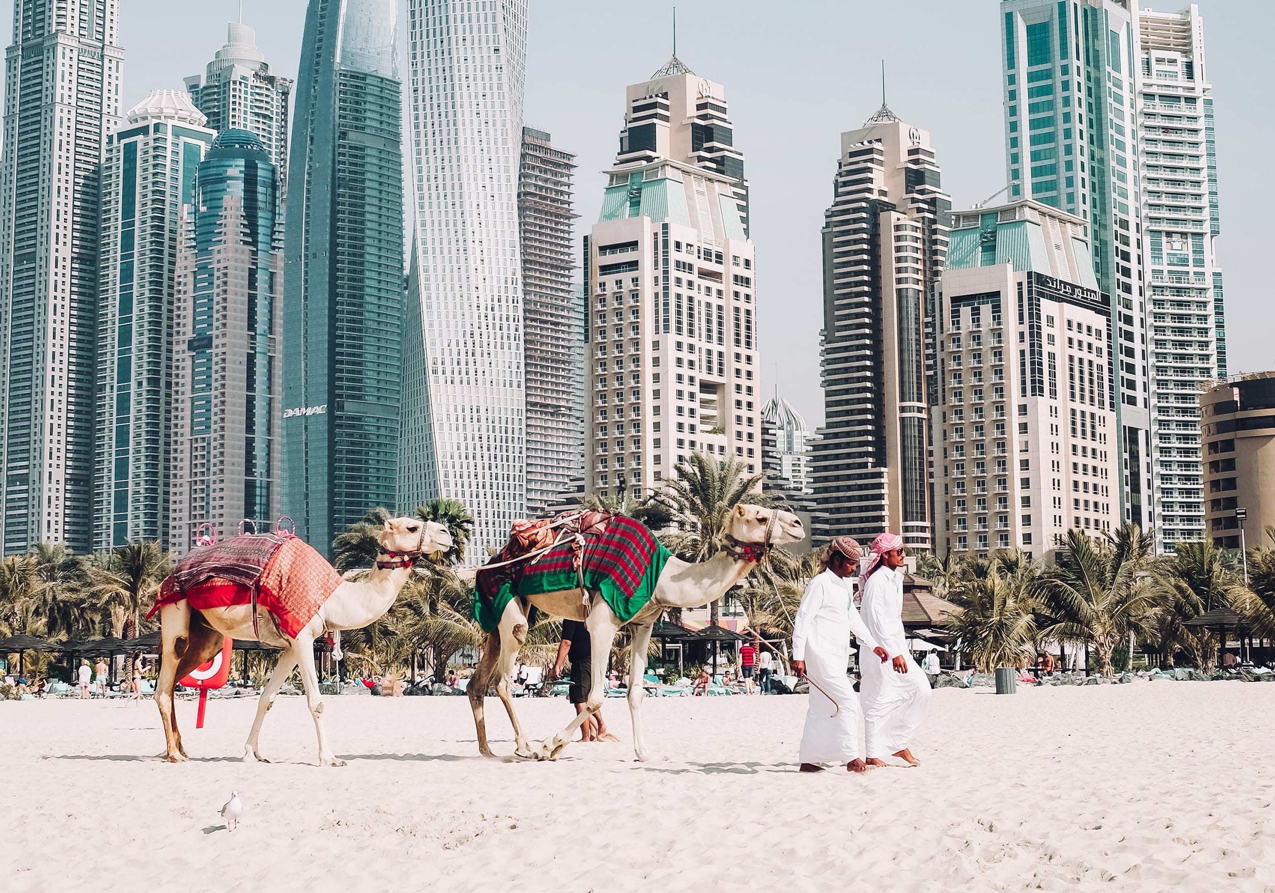 Two men walking camels down the beach in Dubai.